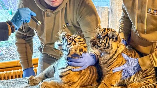 Zwei im Zoo Heidelberg geborene Tigerjungtiere Zwei im Zoo Heidelberg geborene Tigerjungtiere
