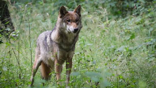 Wolf im Tierpark