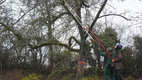 In Zweier-Teams kümmern sich die Fachwarte um das Entfernen der Misteln. Um die Grobarbeiten kümmern sie sich mit dem Hochentast
