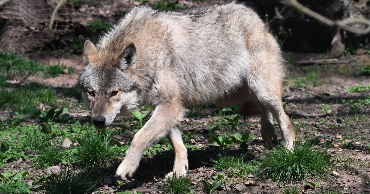 Kretschmann annoyed: The wolf knows nothing about the election campaign