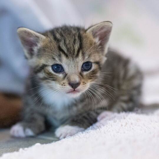 Katzenbabys in Bach ausgesetzt