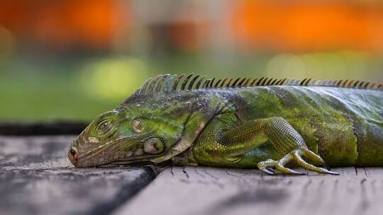 Wetter in USA - Kälterekord in Florida