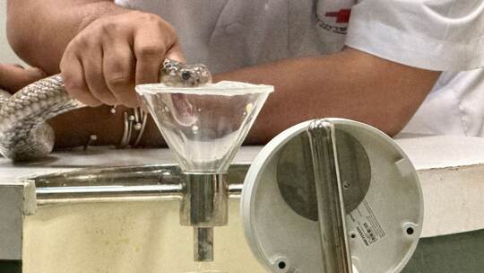 Schlangenfarm in Bangkok zur Herstellung von Antiserum