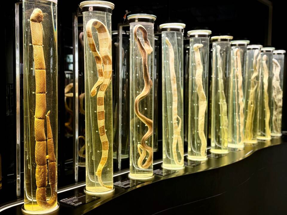 Schlangenfarm in Bangkok zur Herstellung von Antiserum