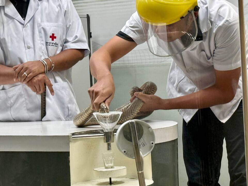 Schlangenfarm in Bangkok zur Herstellung von Antiserum