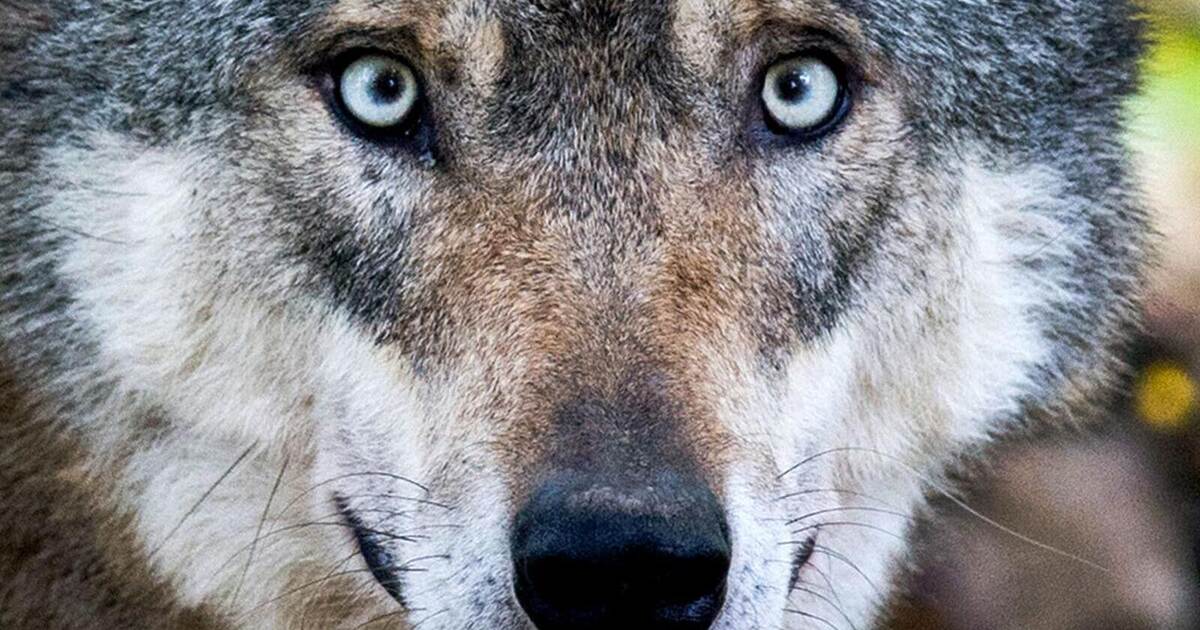 On the trail of the Hornisgrinde wolf: The PZ in the wolf's territory