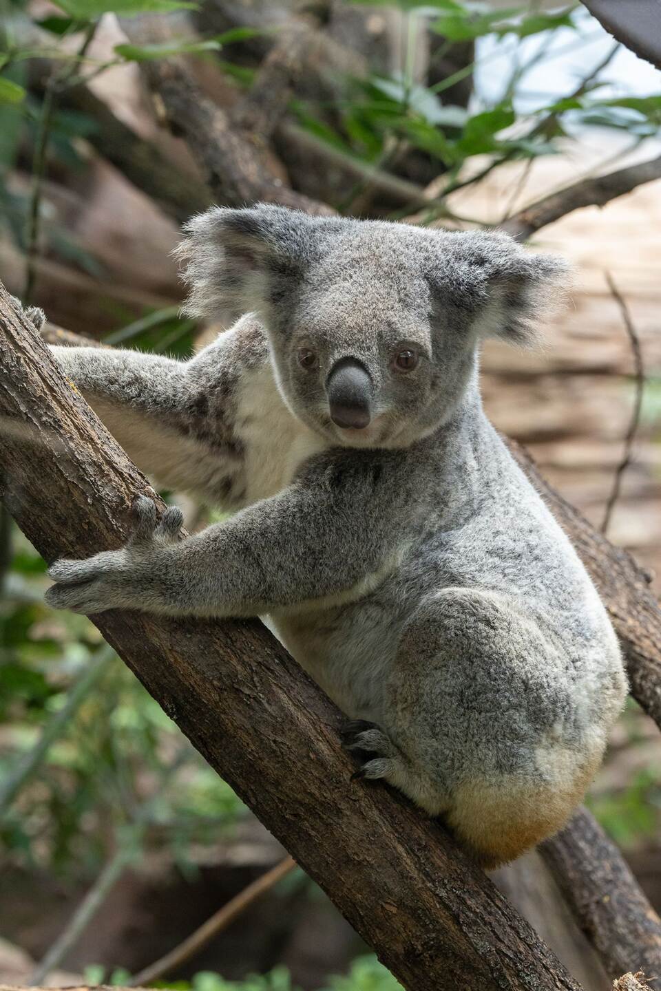 Koala-Weibchen Scarborough