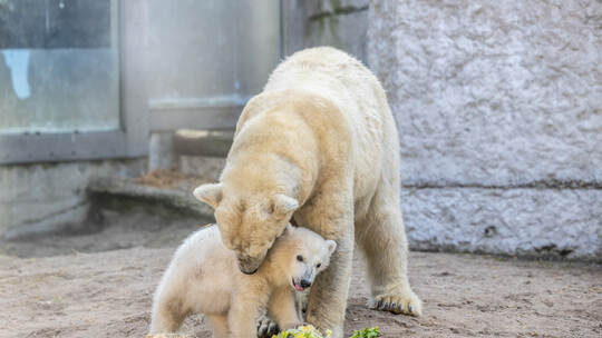 Eisbär Baby Mika Karlsruhe