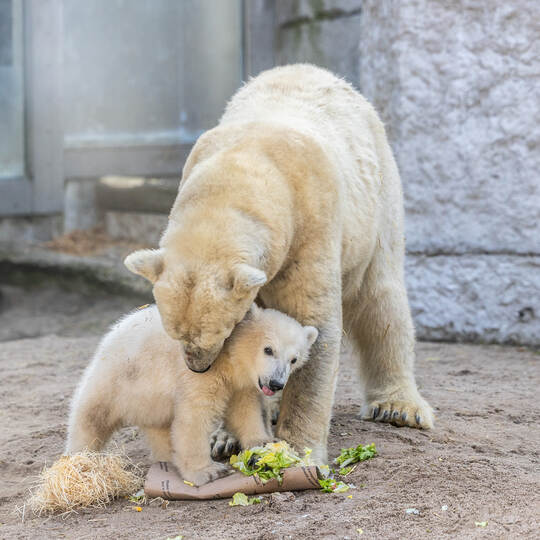 Eisbär Baby Mika Karlsruhe