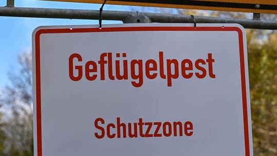 Schild «Geflügelpest» Schild «Geflügelpest»