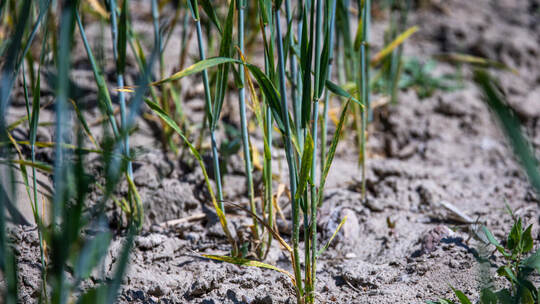 Anhaltende Trockenheit in Norddeutschland