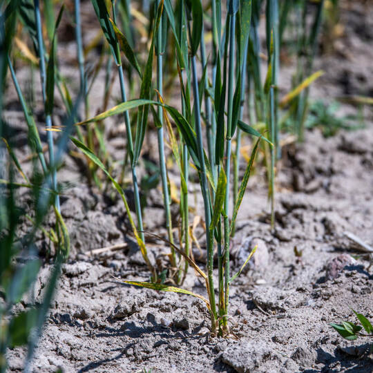 Anhaltende Trockenheit in Norddeutschland