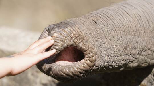 Streicheleinheit für den Elefanten Streicheleinheit für den Elefanten