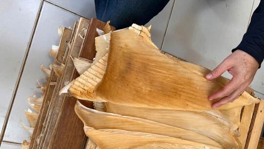 Mehr als 1,5 Tonnen Haiflossen in Brasilien beschlagnahmt Mehr als 1,5 Tonnen Haiflossen in Brasilien beschlagnahmt