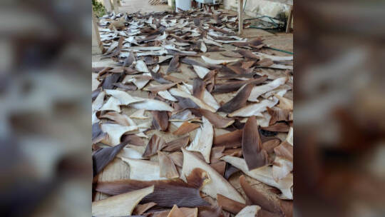 Mehr als 1,5 Tonnen Haiflossen in Brasilien beschlagnahmt Mehr als 1,5 Tonnen Haiflossen in Brasilien beschlagnahmt