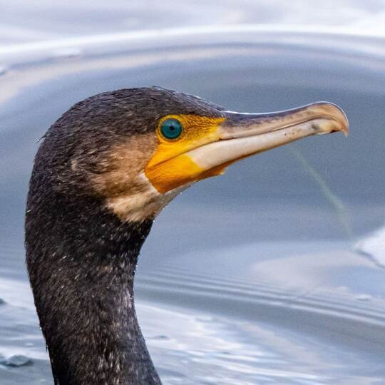Kormoran