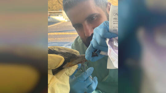 Verletzter Kormoran pickt gegen Tür von Notaufnahme