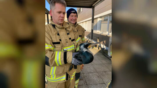 Verletzter Kormoran pickt gegen Tür von Notaufnahme