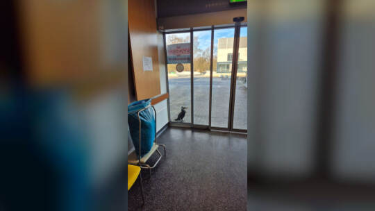 Verletzter Kormoran pickt gegen Tür von Notaufnahme