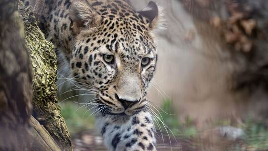 Persischer Leopard Khal im Zoo Wilhelma