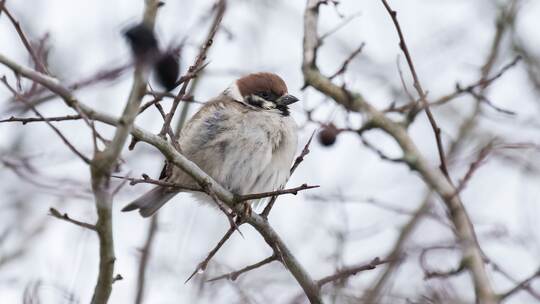 Winter in Baden-Württemberg Winter in Baden-Württemberg