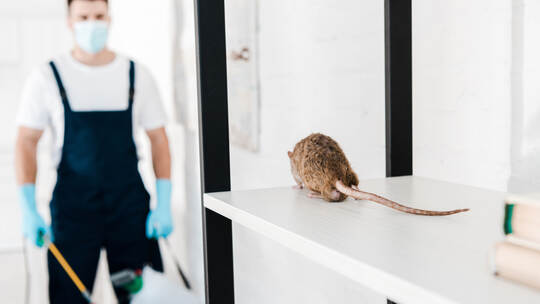 selective focus of rat near exterminator holding toxic equipment