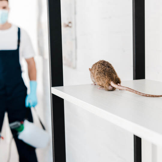 selective focus of rat near exterminator holding toxic equipment