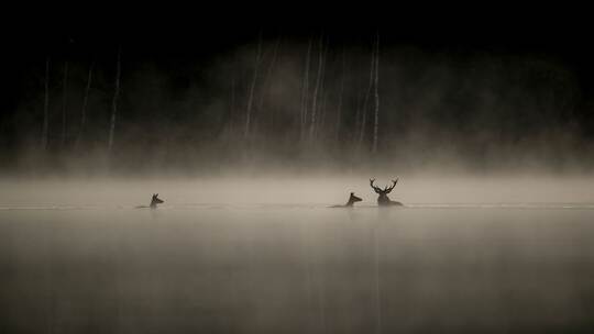 Kinostart - «Das Flüstern der Wälder»
