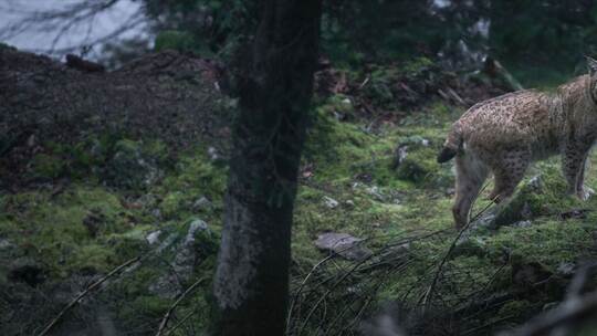 Kinostart - «Das Flüstern der Wälder»