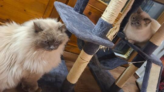 Katzen nach Diebstahl wieder vereint