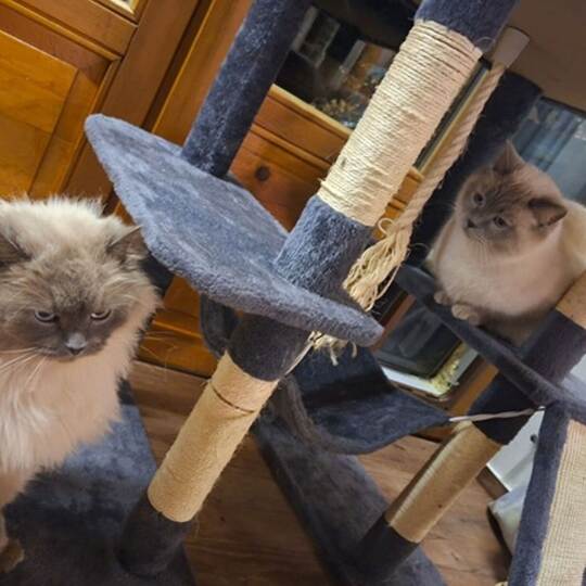 Katzen nach Diebstahl wieder vereint