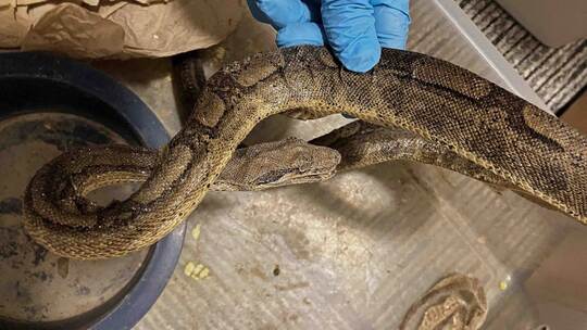 Horror-Schlangenhaltung entdeckt – Behörden greifen durch