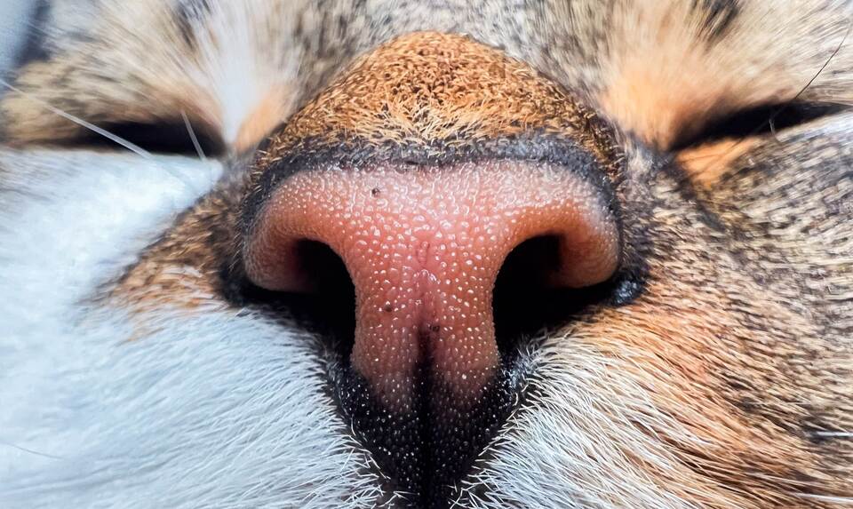 Makroaufnahme Katze Makroaufnahme Katze