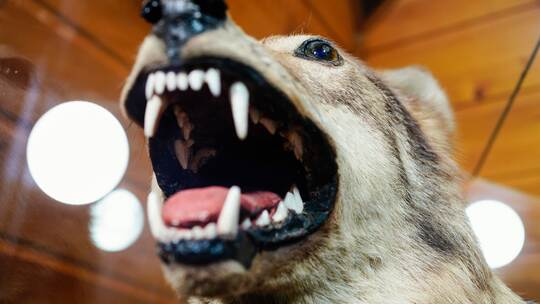 Präparierter Wolf im Stadtmuseum Präparierter Wolf im Stadtmuseum