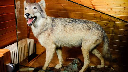 Präparierter Wolf im Stadtmuseum Präparierter Wolf im Stadtmuseum