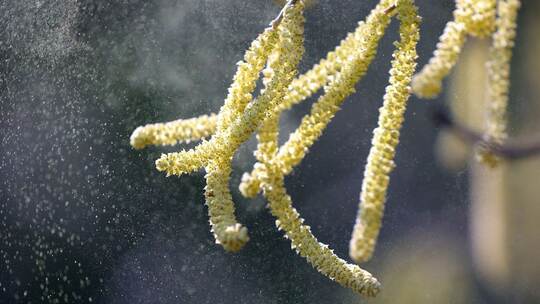 Deutscher Lehrkräftepreis