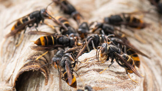 Asiatische Hornissen