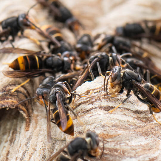 Asiatische Hornissen