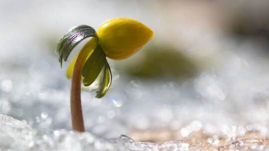 Winterling in Sachsen