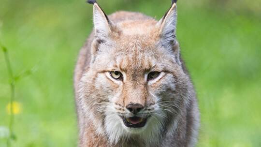 Luchs Luchs