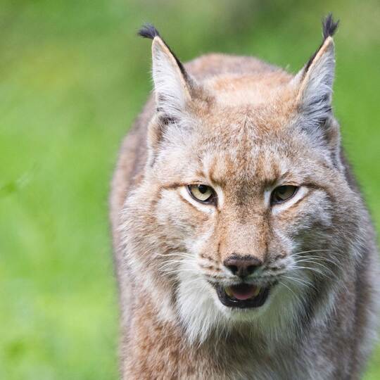 Luchs