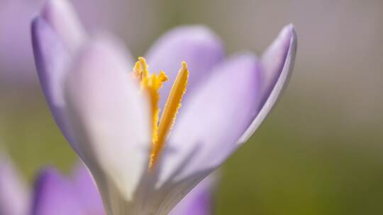 Frühling in Sachsen