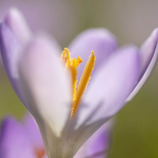 Frühling in Sachsen