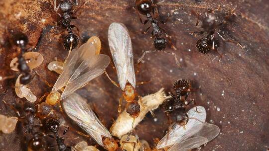 Ameisenart Temnothorax kinomurai