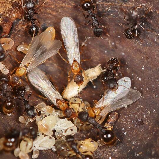 Ameisenart Temnothorax kinomurai