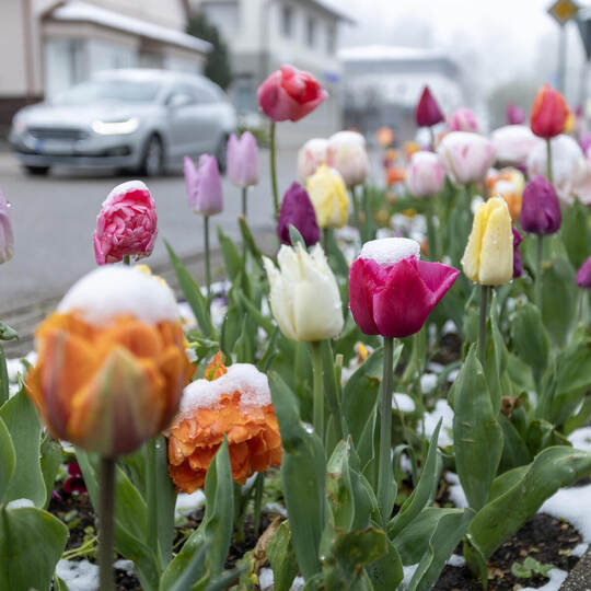 Schnee in Dobel April