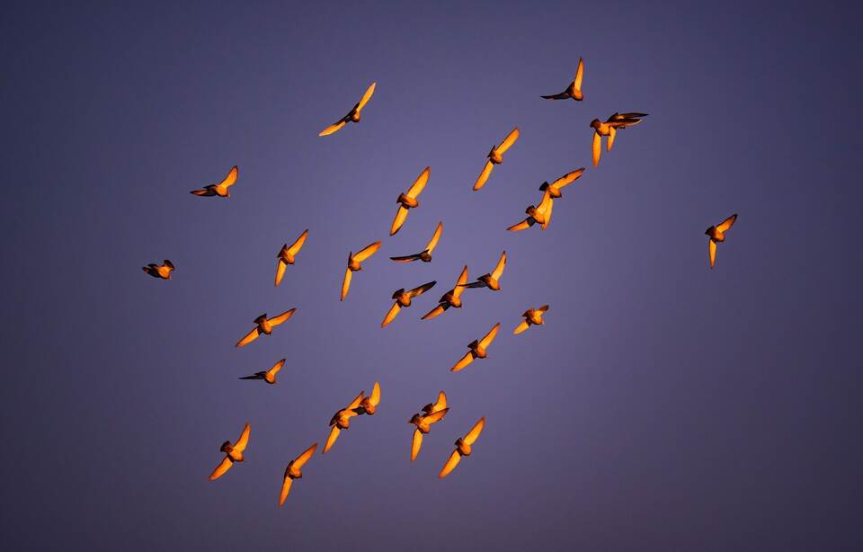 Tauben im Morgengrauen