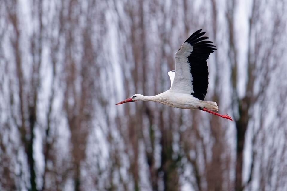 Storch in Baden-Württemberg