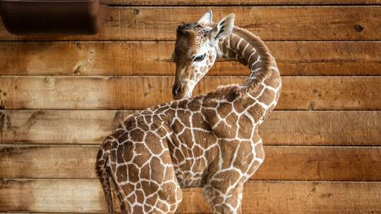 Griraffennachwuchs im Opel-Zoo