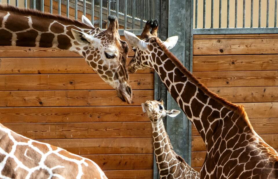 Griraffennachwuchs im Opel-Zoo